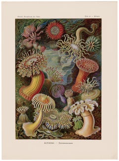 Art Forms in Nature (Plate 49 - Heliactis) — 1988 Celebration of Natural Forms