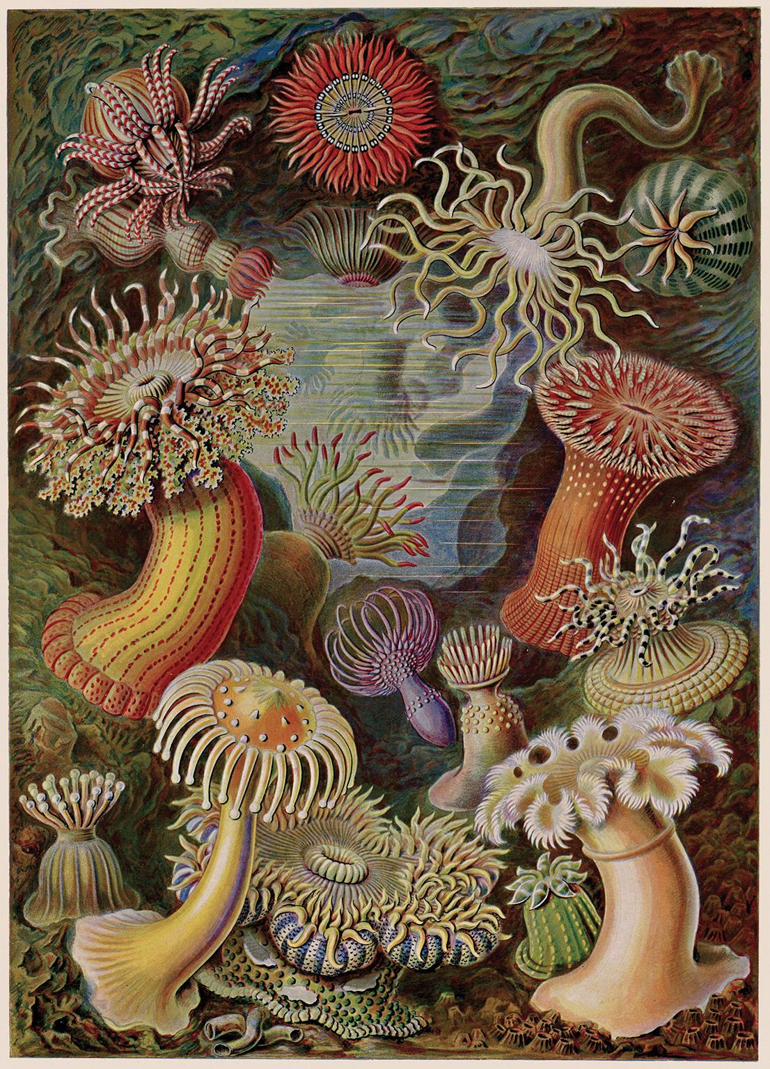 Art Forms in Nature (Plate 49 - Heliactis) — 1988 Celebration of Natural Forms