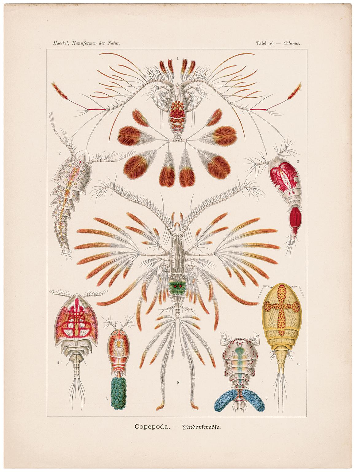 Kunstformen in der Natur (Tafel 56 - Calanus) - 1899 Celebrity of Natural forms – Print von Ernst Haeckel