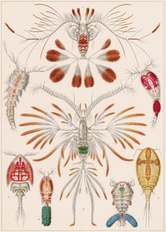 Formes artistiques dans la Nature (planche 56 - Calanus) - 1899 Celebrity of Natural forms (Célébration des formes naturelles)