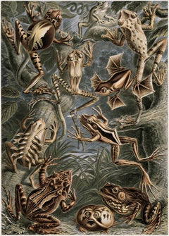 Antique Art Forms in Nature (Plate 68 - Hyla) — 1899 Celebration of Nature