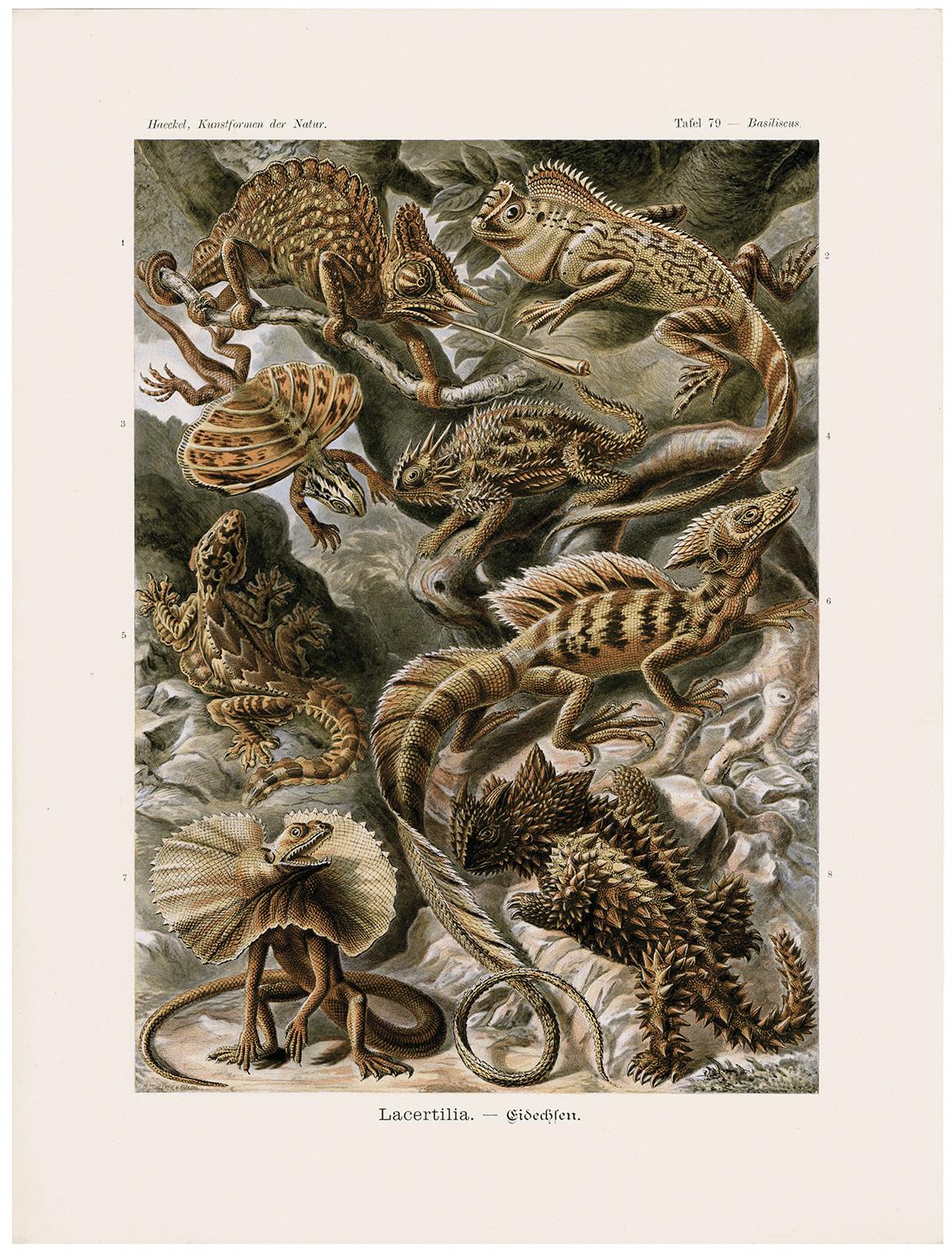 Art Forms in Nature (Plate 79 - Basiliscus) — 1899 Celebration of Nature - Print by Ernst Haeckel
