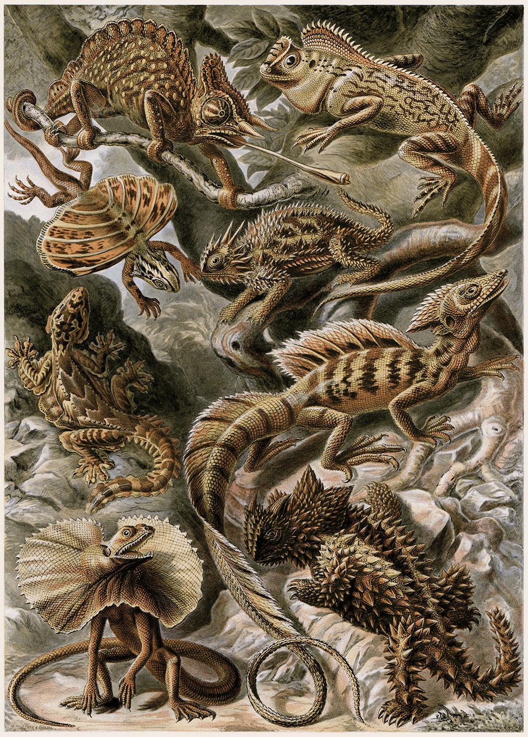 Ernst Haeckel Figurative Print - Art Forms in Nature (Plate 79 - Basiliscus) — 1899 Celebration of Nature