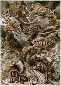 Art Forms in Nature (Plate 79 - Basiliscus) — 1899 Celebration of Nature