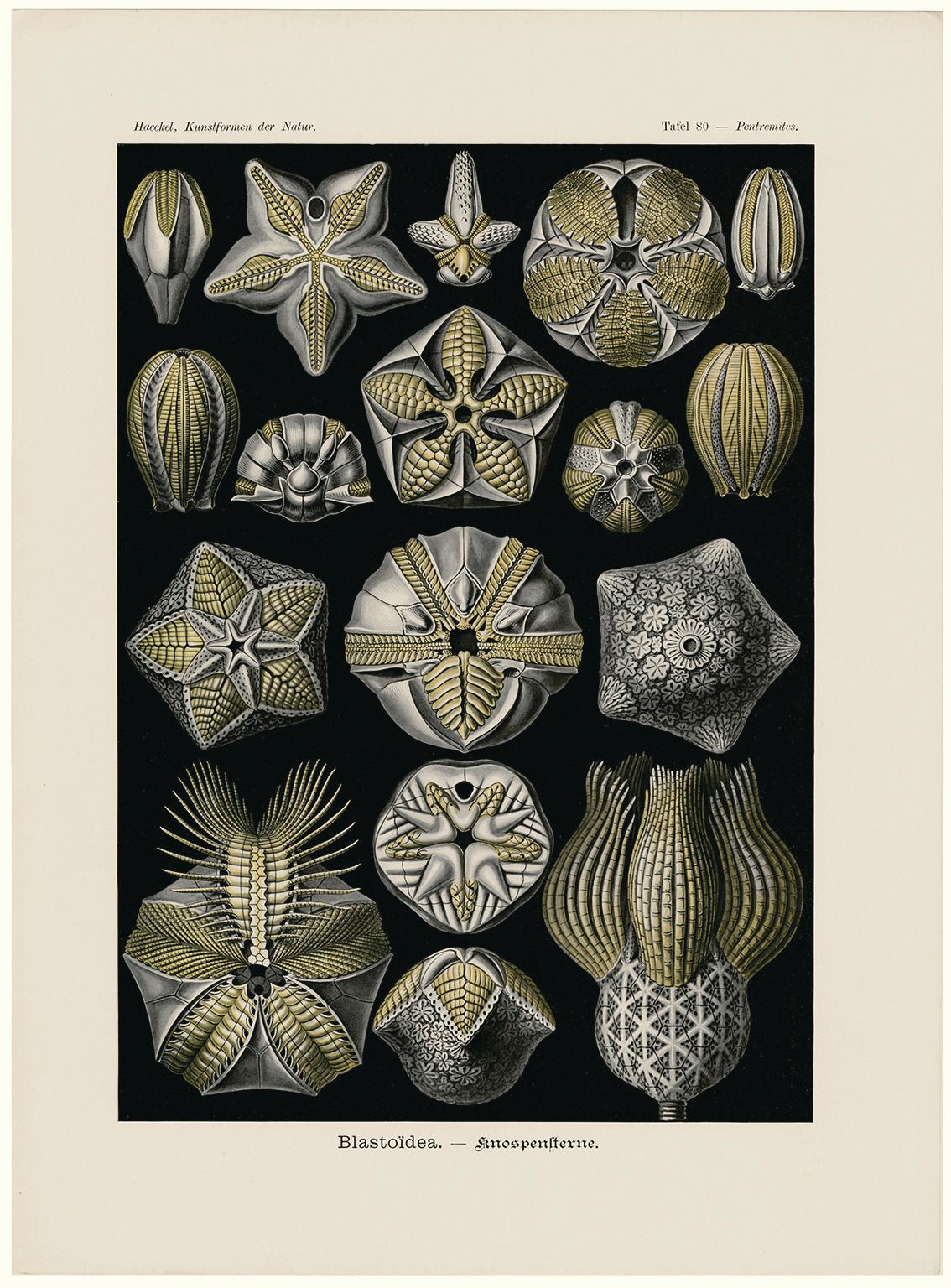 Art Forms in Nature (Plate 80 - Pentremites) — 1899 Celebration of Natural Forms - Print by Ernst Haeckel