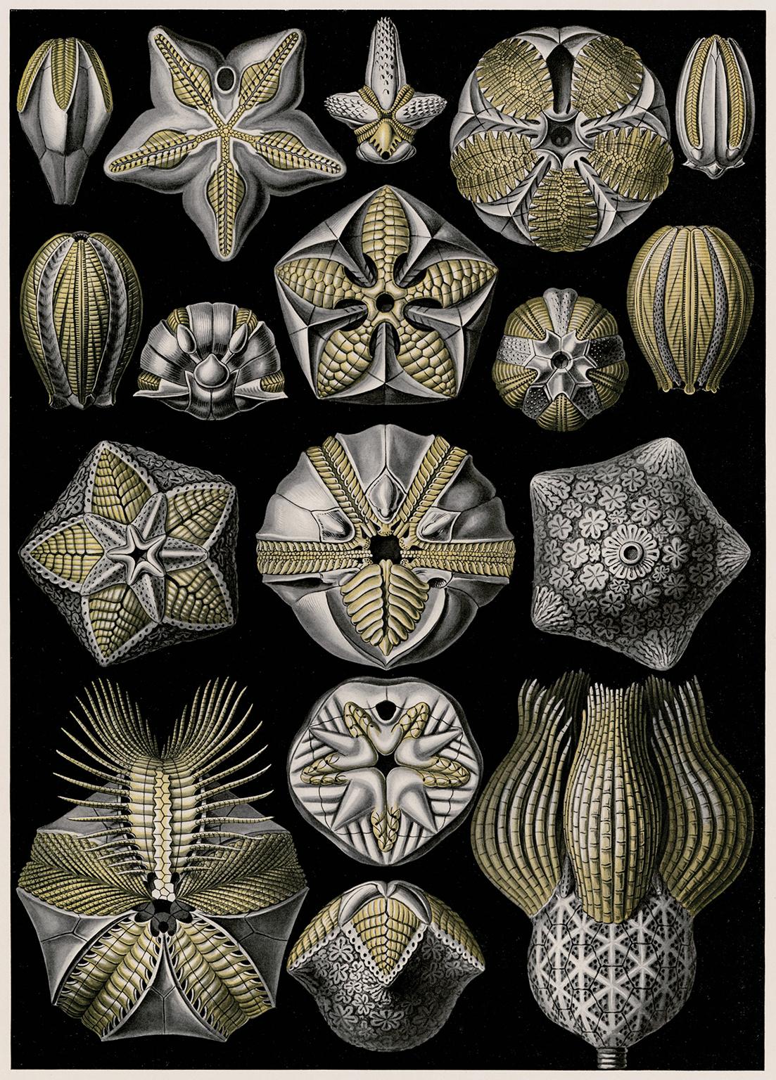 Ernst Haeckel Figurative Print - Art Forms in Nature (Plate 80 - Pentremites) — 1899 Celebration of Natural Forms