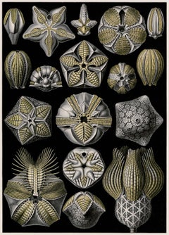 Antique Art Forms in Nature (Plate 80 - Pentremites) — 1899 Celebration of Natural Forms