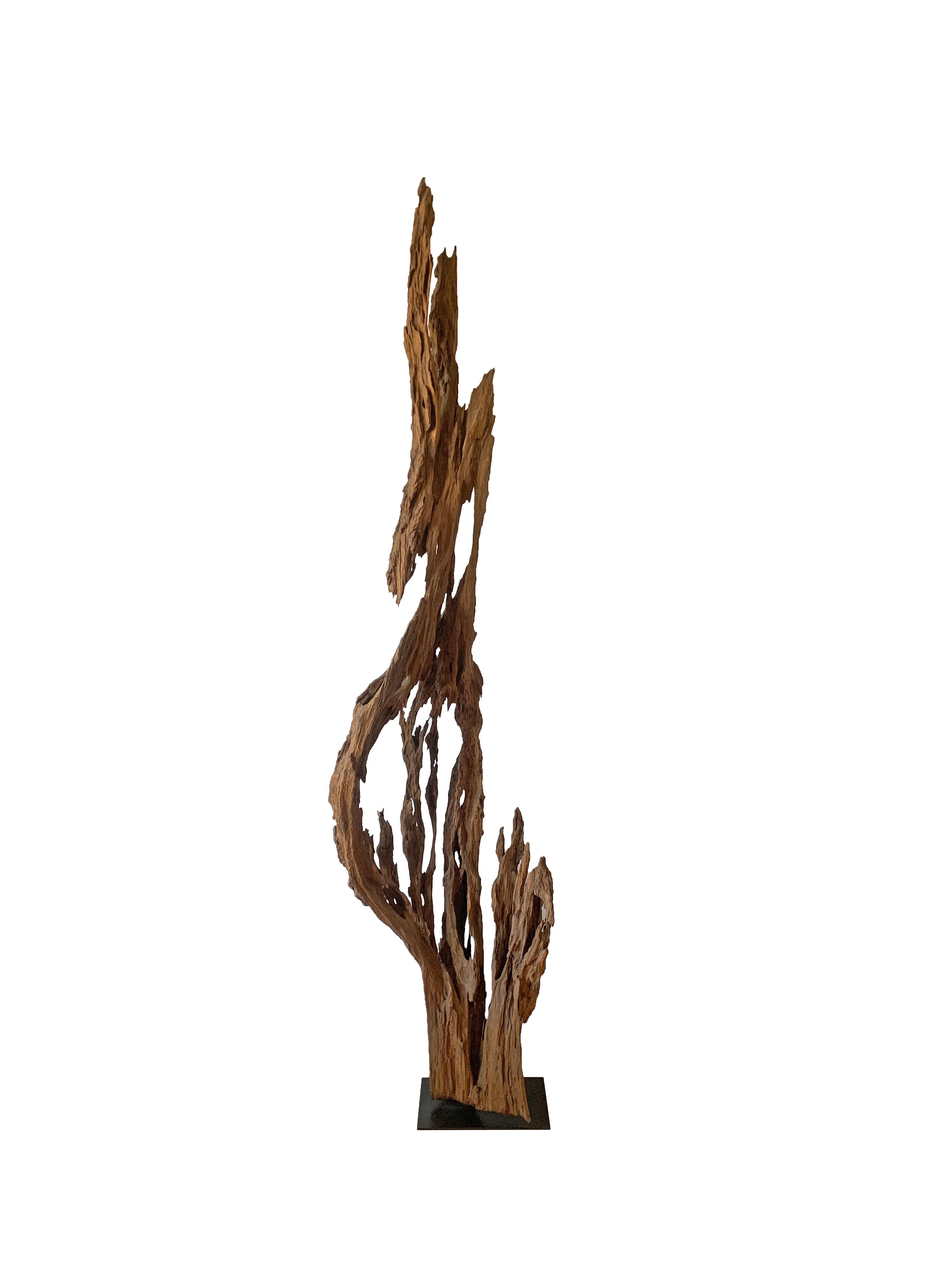 This section of eroded teak trunk from the dense jungle of Sumatra will be sure to invoke conversation in any space, a striking naturally formed sculpture. Despite being largely eroded it still remains sturdy and robust. Supported by a metal stand