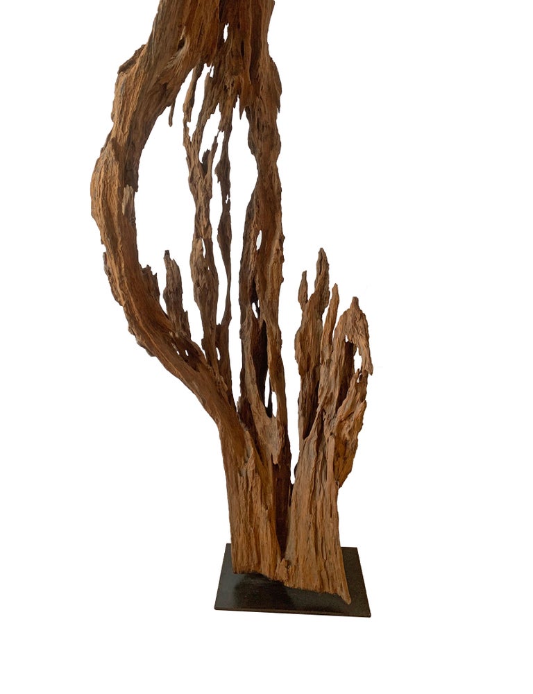 Eroded Teak Tree Skeleton Sculpture on Stand, Late 20th Century For