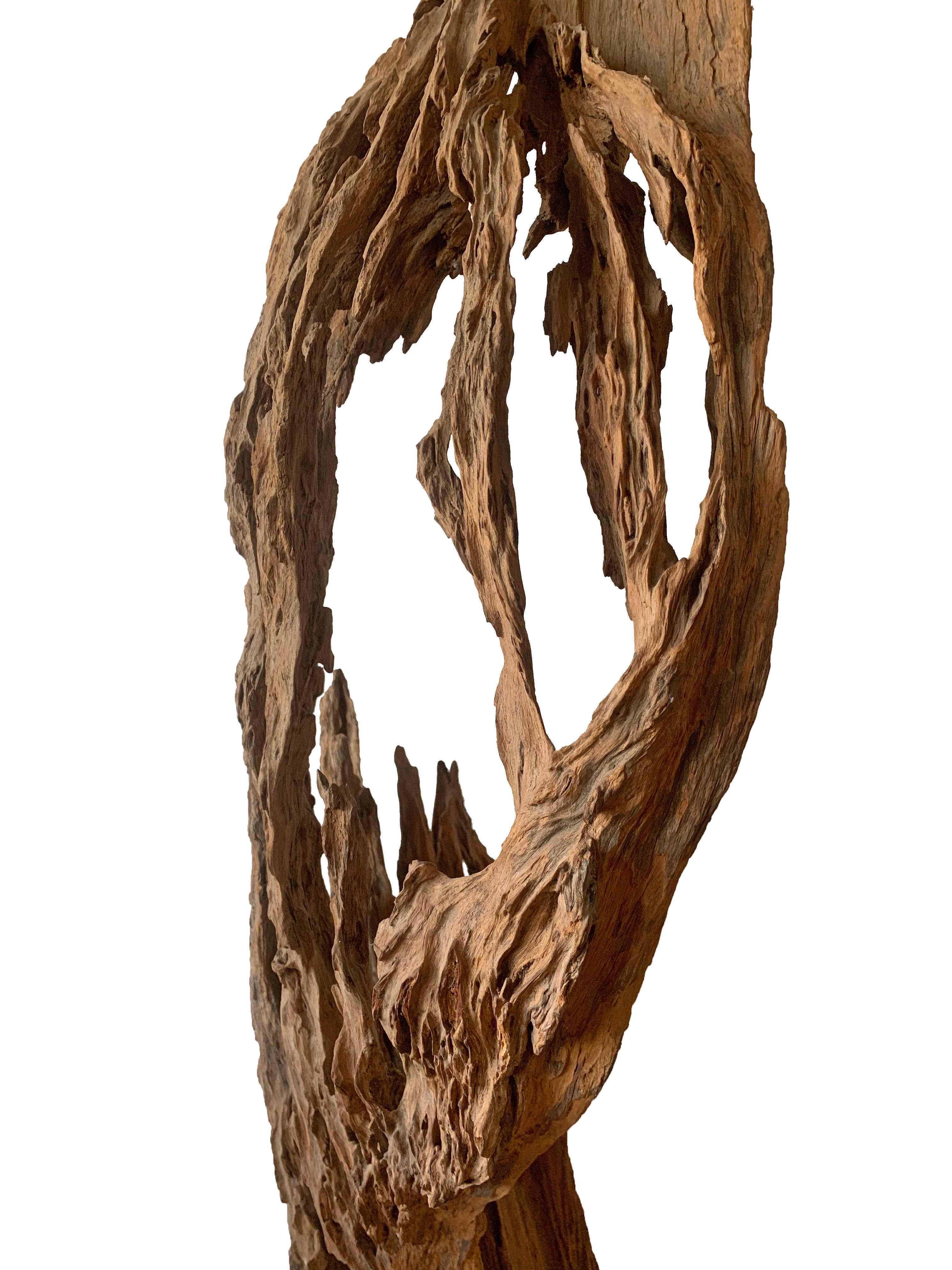 Indonesian Eroded Teak Tree Skeleton Sculpture on Stand, Late 20th Century For Sale