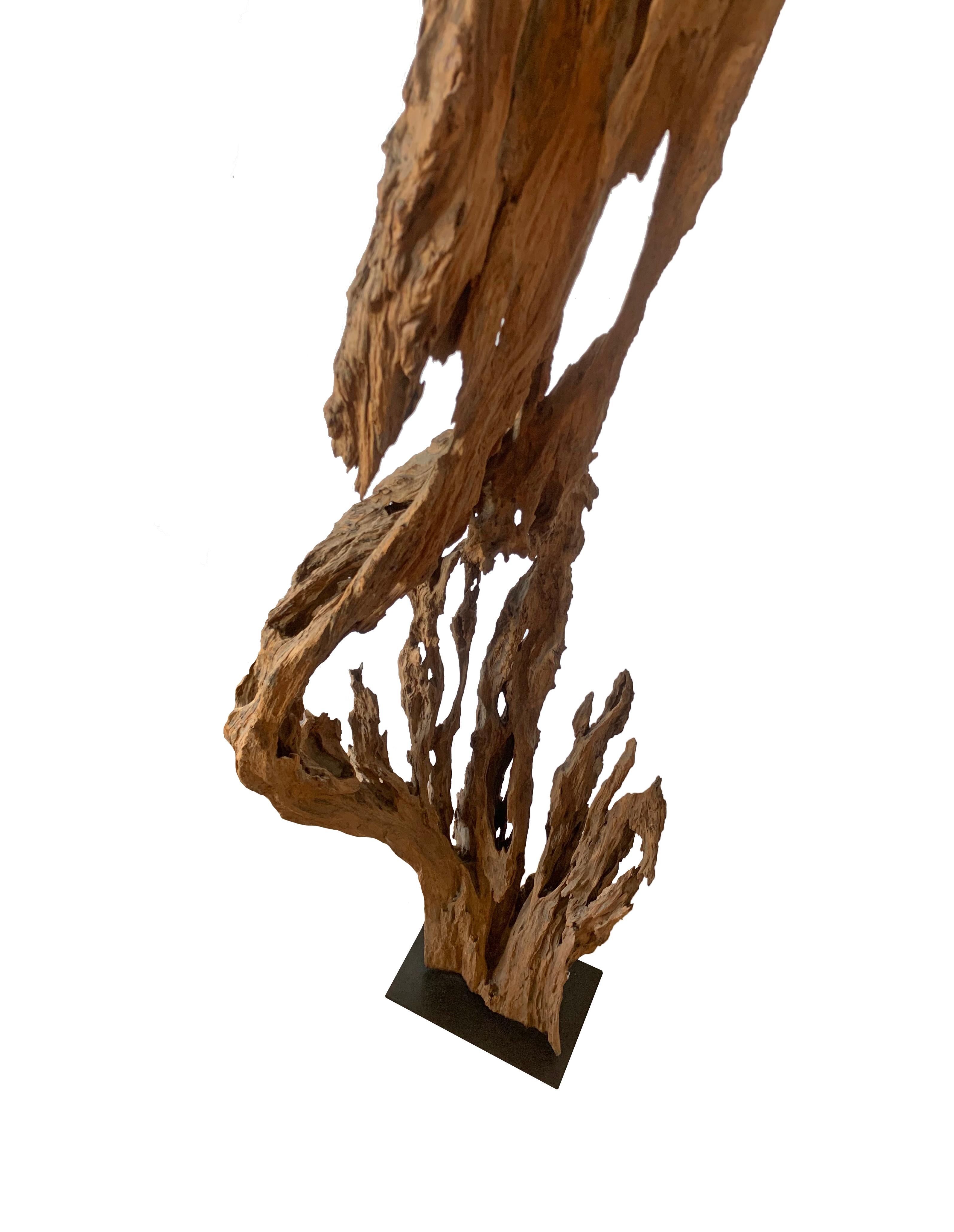 Eroded Teak Tree Skeleton Sculpture on Stand, Late 20th Century In Good Condition For Sale In Jimbaran, Bali