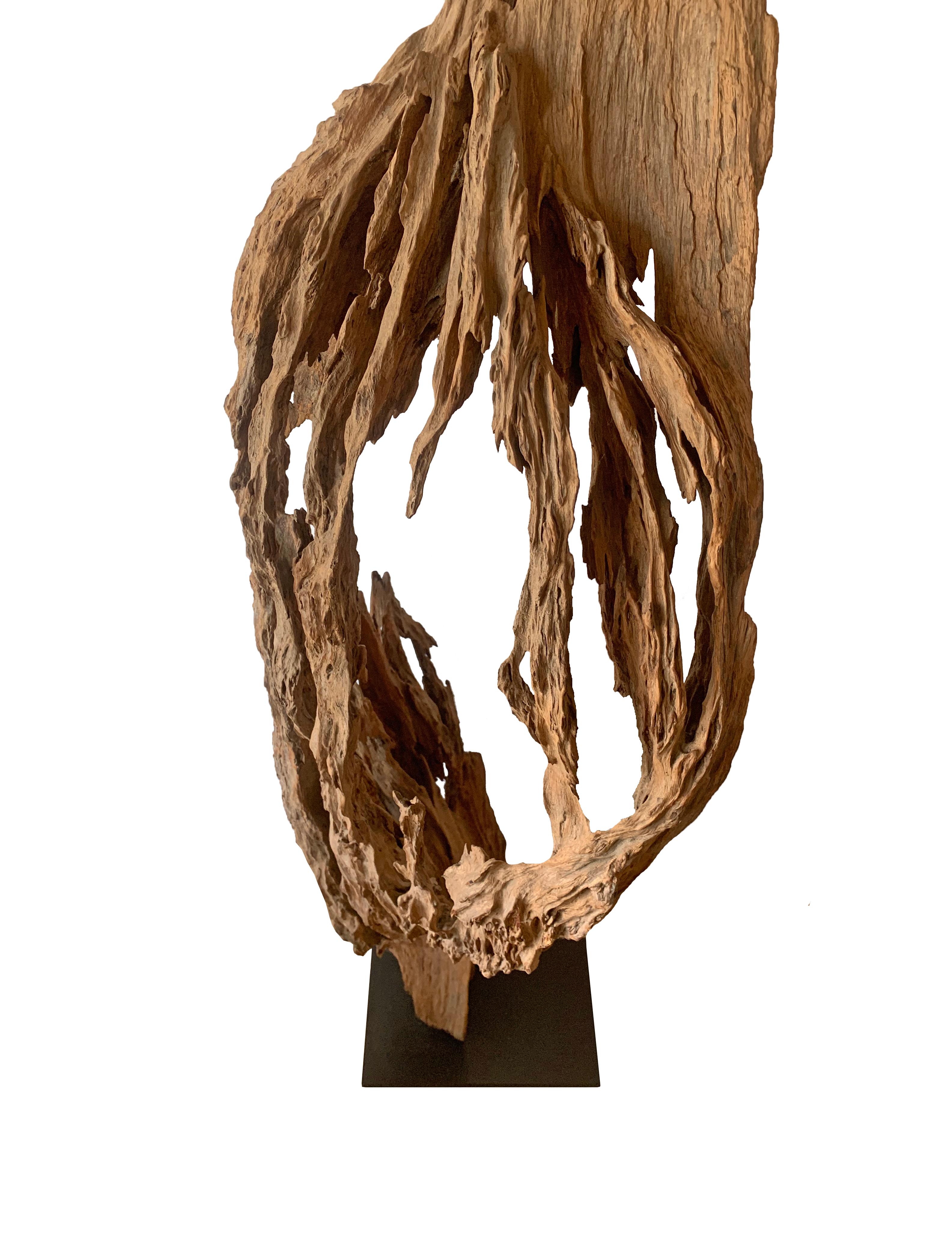 Eroded Teak Tree Skeleton Sculpture on Stand, Late 20th Century For Sale 1