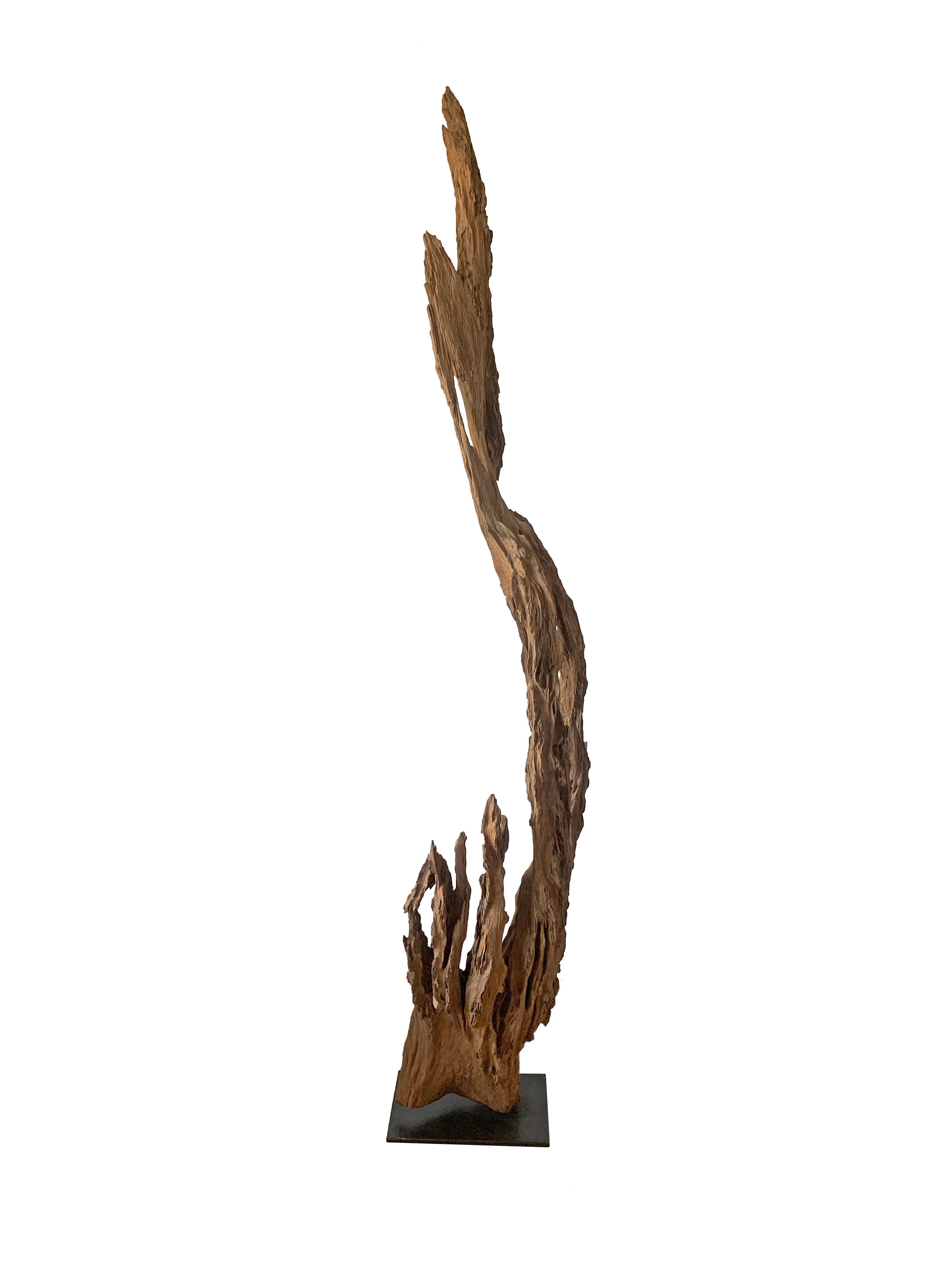 Eroded Teak Tree Skeleton Sculpture on Stand, Late 20th Century For Sale 2