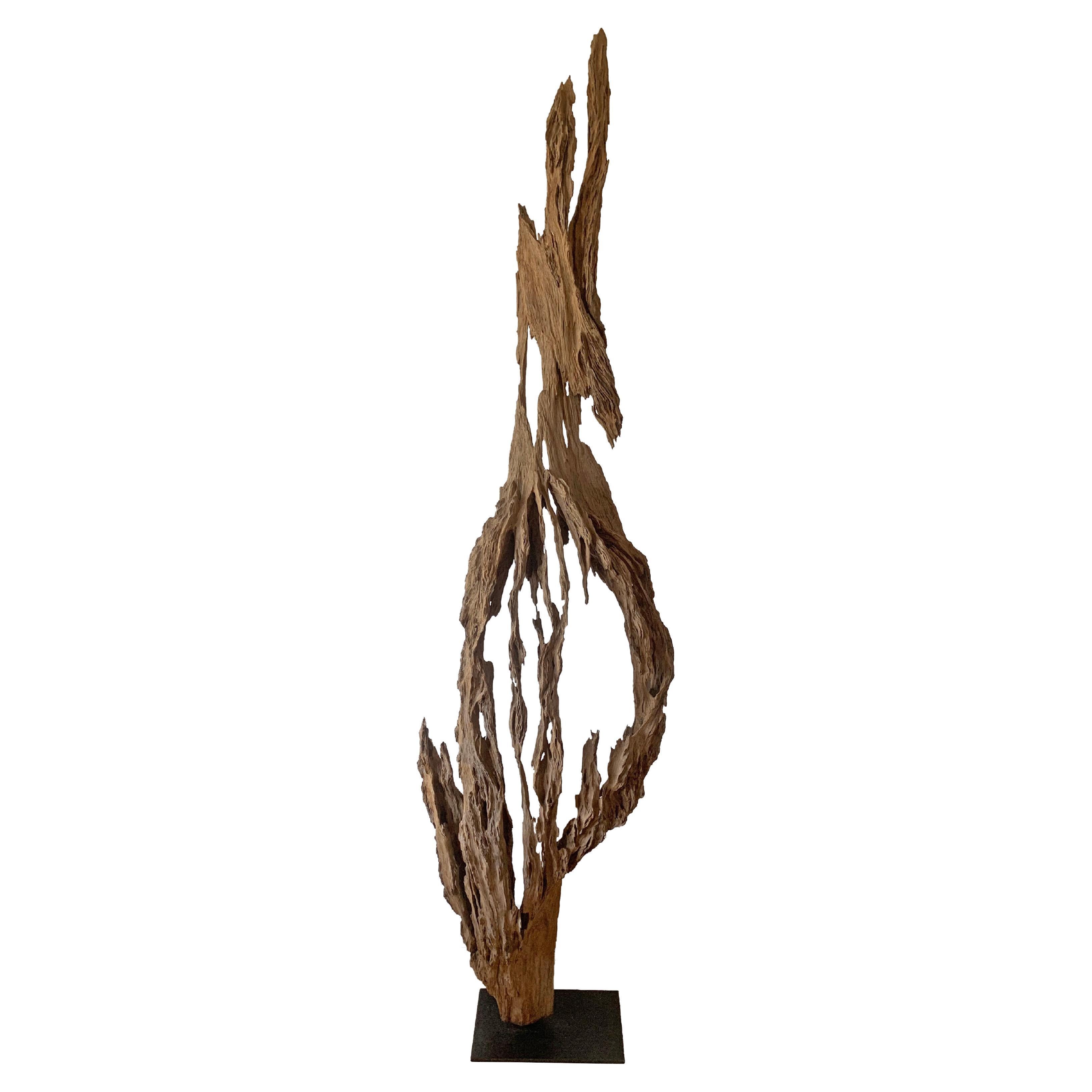 Eroded Teak Tree Skeleton Sculpture on Stand, Late 20th Century For Sale