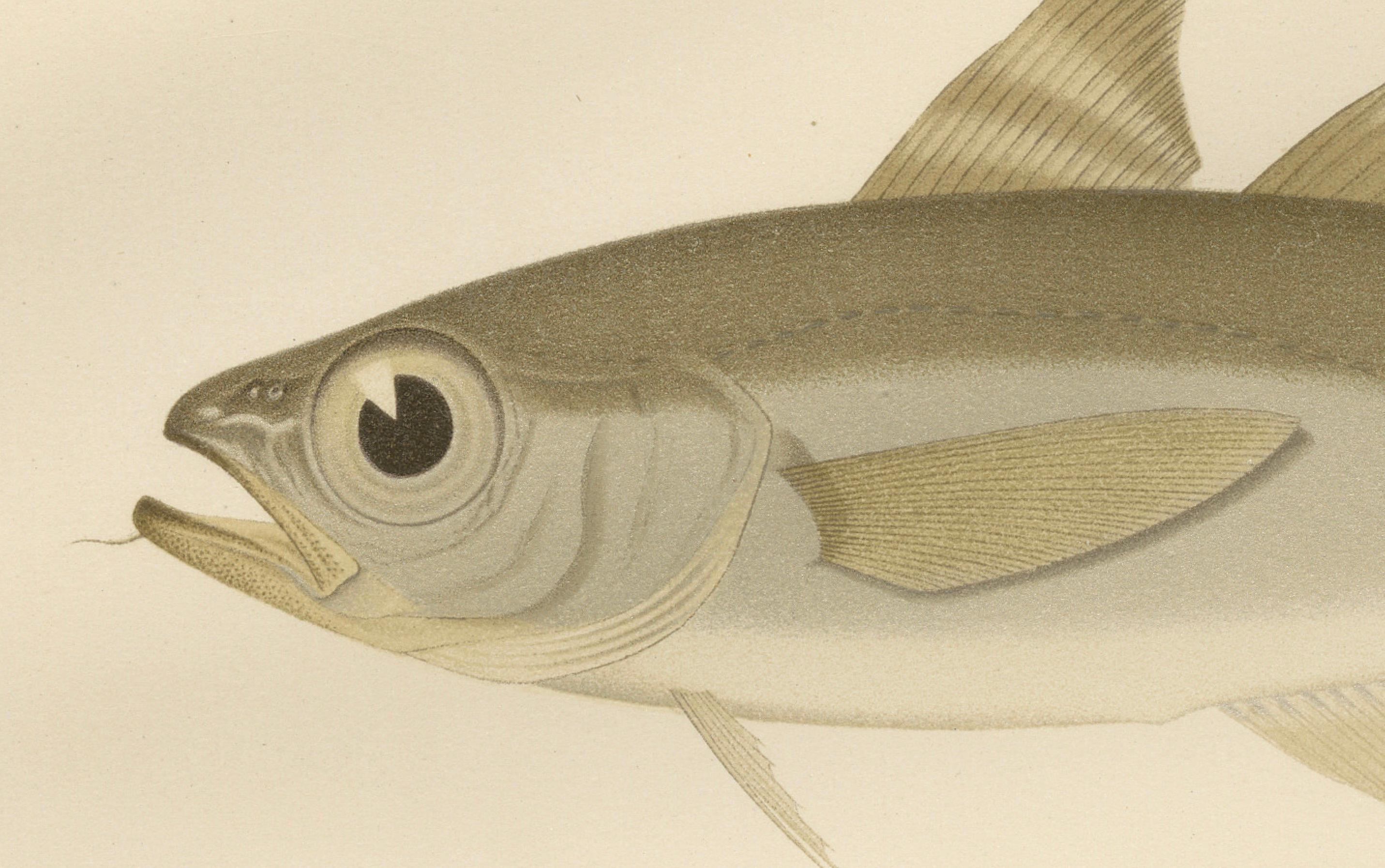 Esmarks Kabeljau und Grenadierfisch - Seltene und auffällige skandinavische Lithografie  

Diese fesselnde Lithografie aus dem 19. Jahrhundert von *Skandinaviens Fiskar* zeigt zwei bemerkenswerte Fischarten aus skandinavischen Gewässern: Esmarks