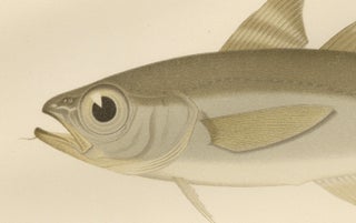 Esmark's Cod and Grenadier Fish - Rare and Striking Scandinavian Litho, 1895, view 2