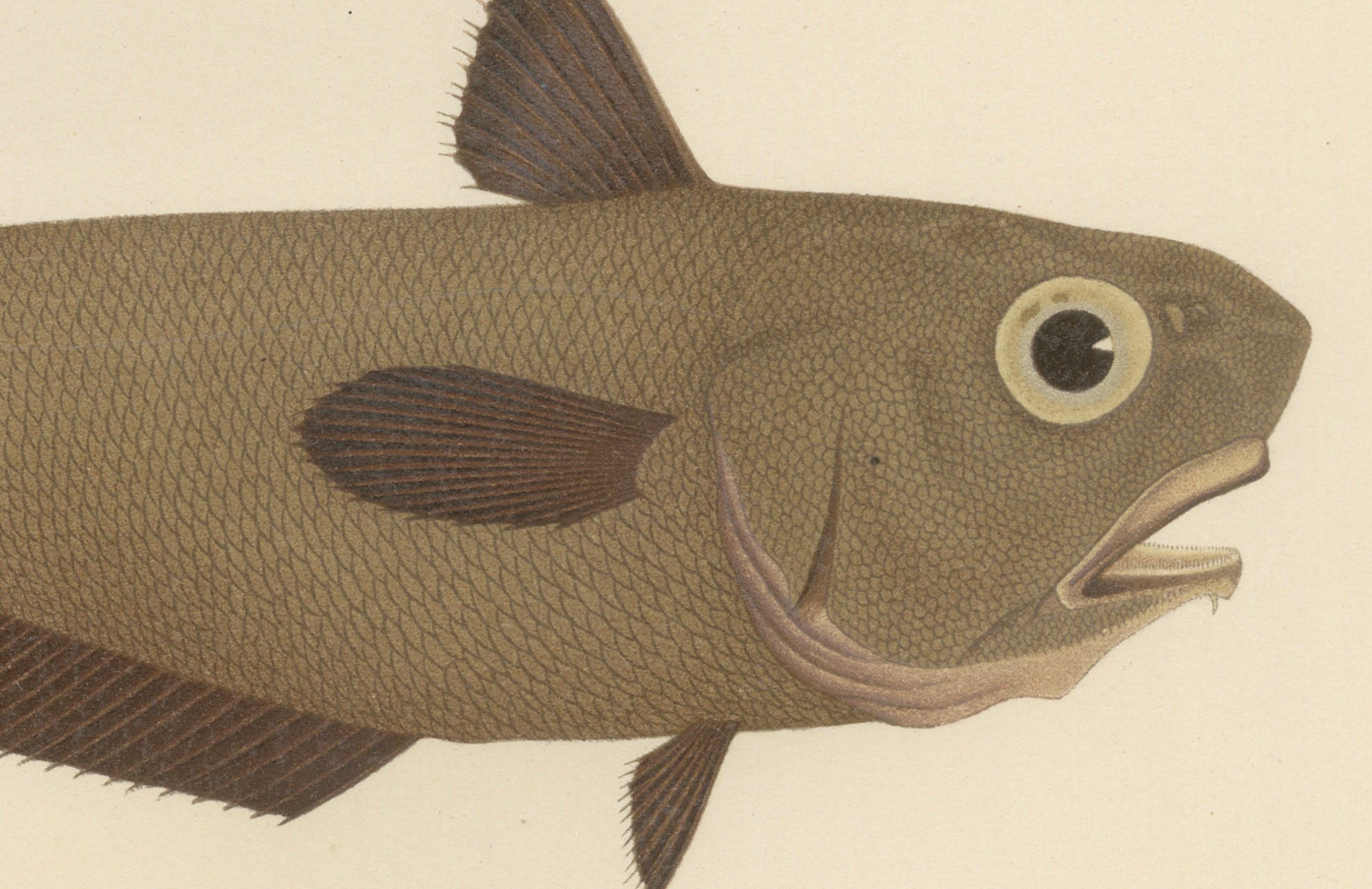 Esmark's Cod and Grenadier Fish - Seltenes und auffälliges skandinavisches Litho, 1895 im Zustand „Gut“ im Angebot in Langweer, NL