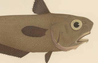 Esmark's Cod and Grenadier Fish - Rare and Striking Scandinavian Litho, 1895, view 3