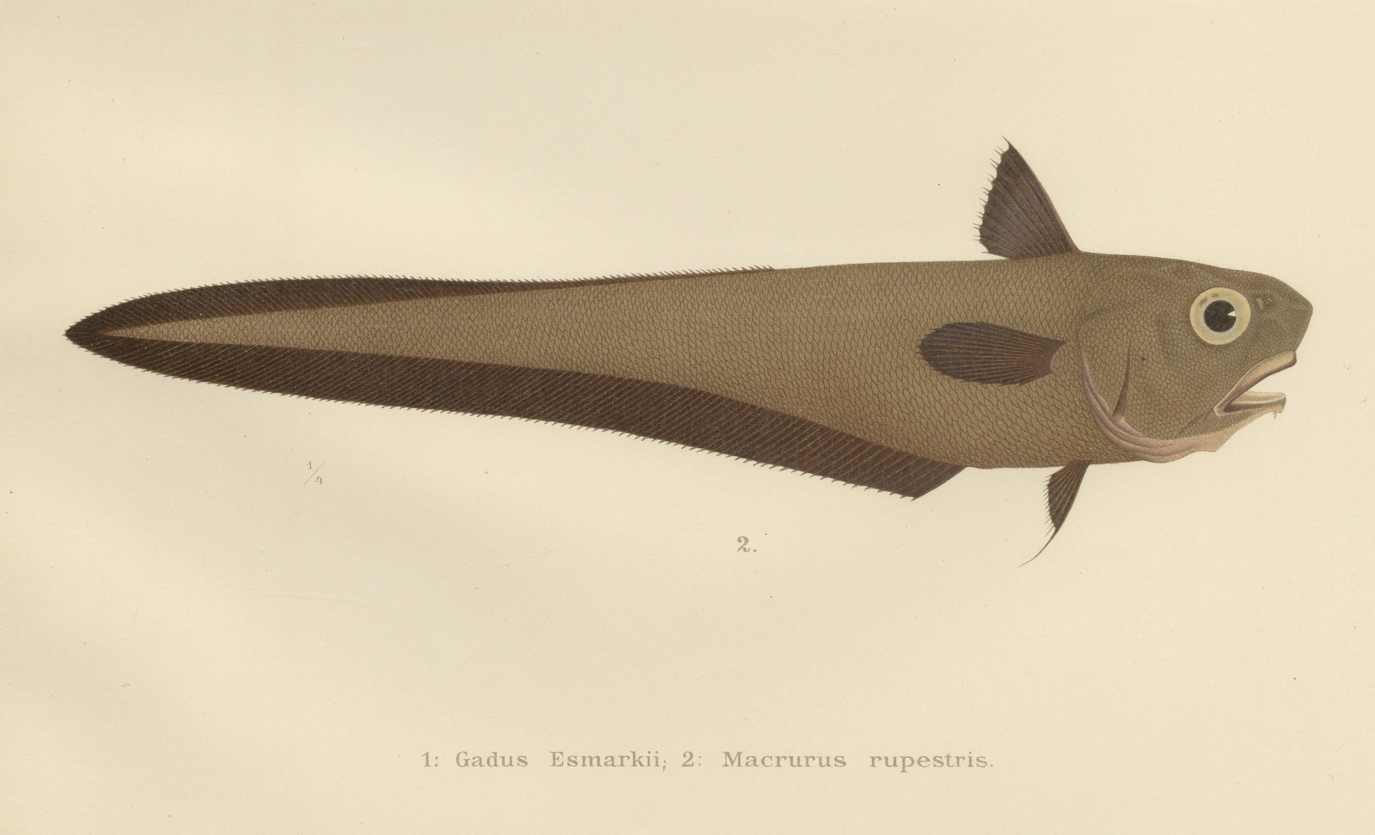 Esmark's Cod and Grenadier Fish - Seltenes und auffälliges skandinavisches Litho, 1895 (Spätes 19. Jahrhundert) im Angebot