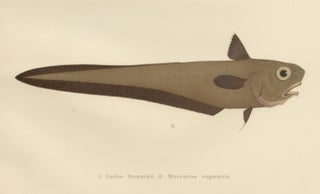 Esmark's Cod and Grenadier Fish - Rare and Striking Scandinavian Litho, 1895, view 4