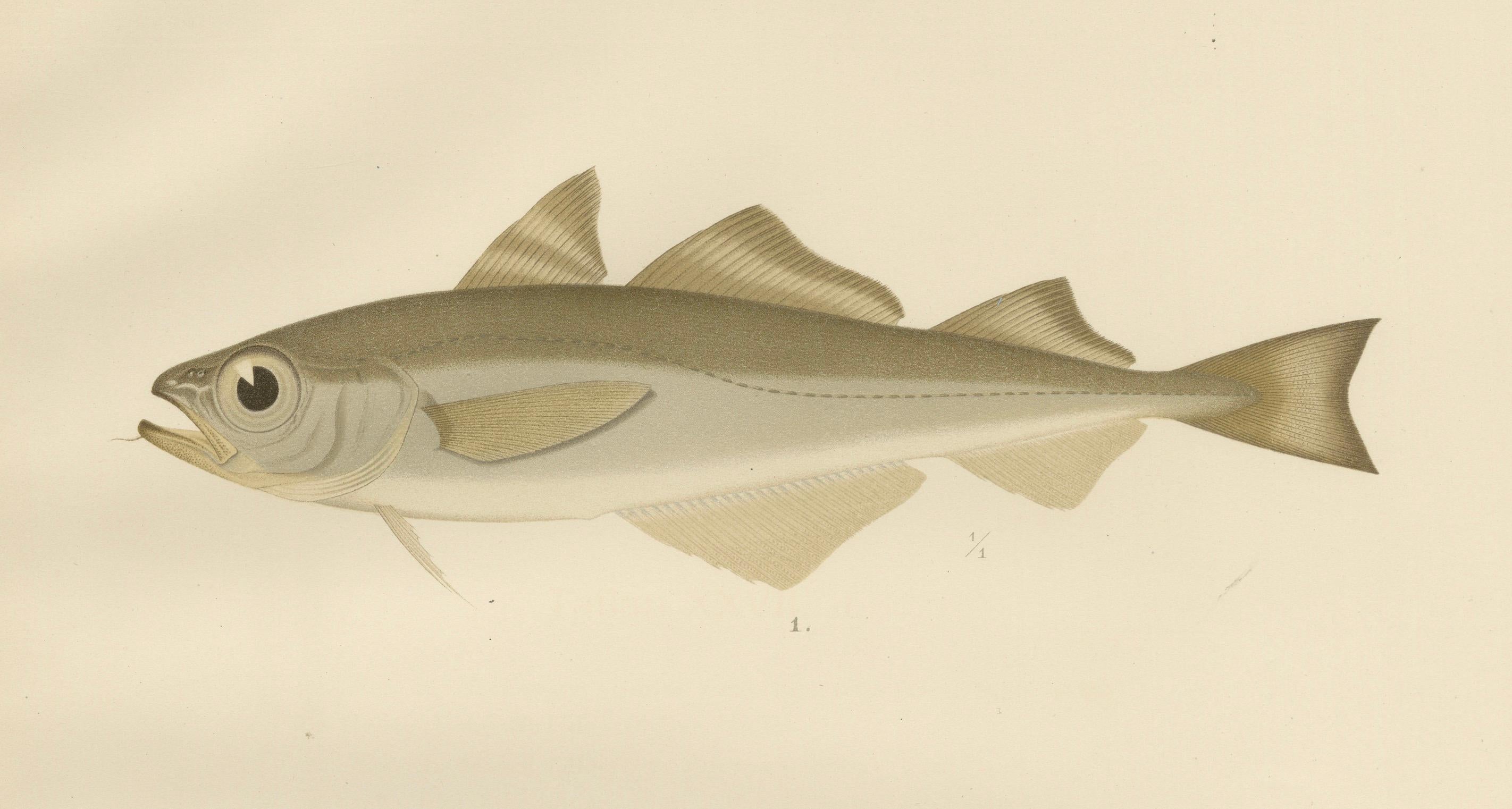 Esmark's Cod and Grenadier Fish - Seltenes und auffälliges skandinavisches Litho, 1895 (Papier) im Angebot