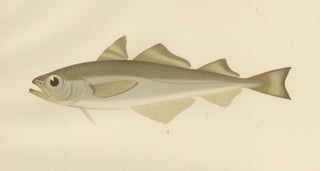 Esmark's Cod and Grenadier Fish - Rare and Striking Scandinavian Litho, 1895, view 5
