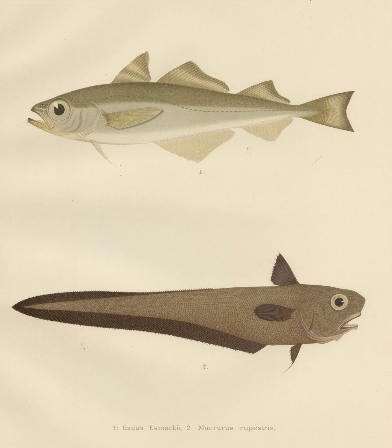 Esmark's Cod and Grenadier Fish - Seltenes und auffälliges skandinavisches Litho, 1895 im Angebot 1