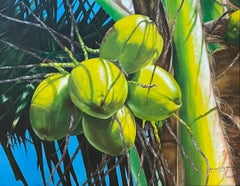 Coconuts of Haiti