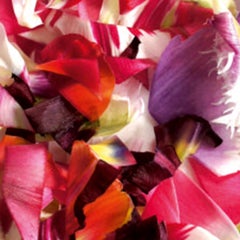 EST1966 Dutch Tulips DT5