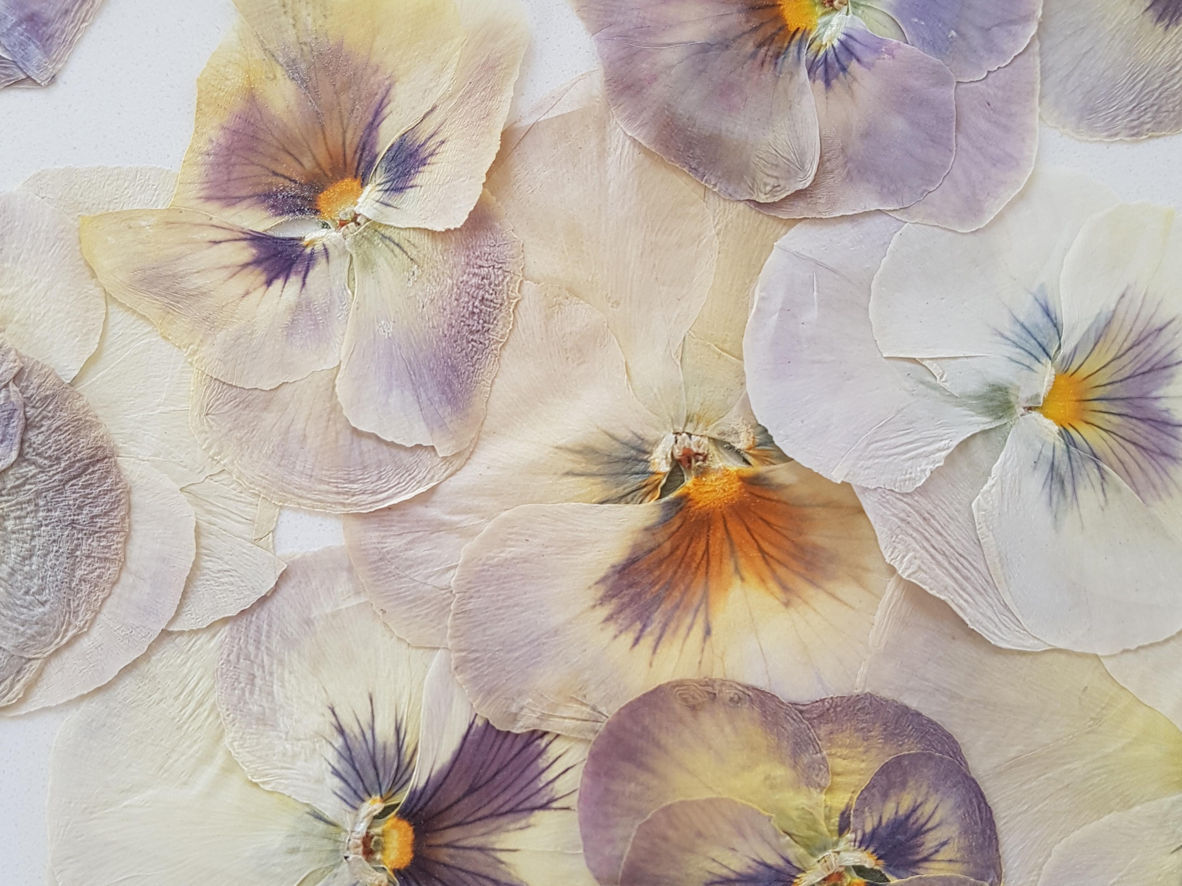 Dutch Est1966 White Violets Throwpillow Sleeve For Sale