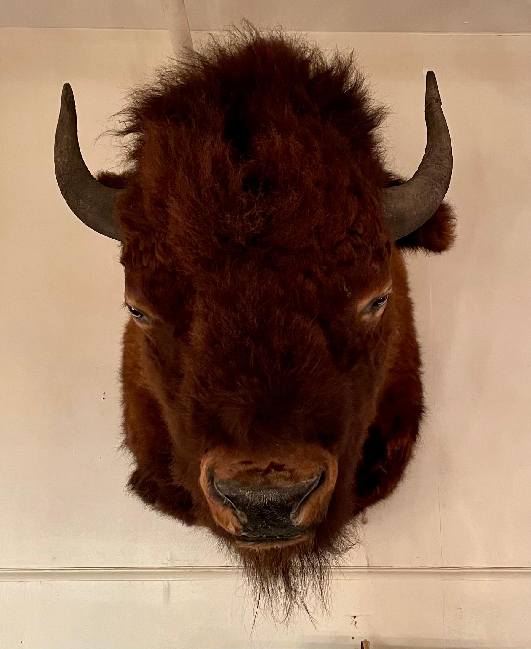 Grande testa di bisonte tassidermica di proprietà.