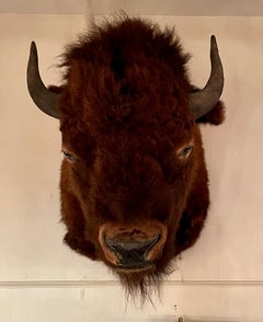 Estate Taxidermy Bison "Buffalo" Head.
