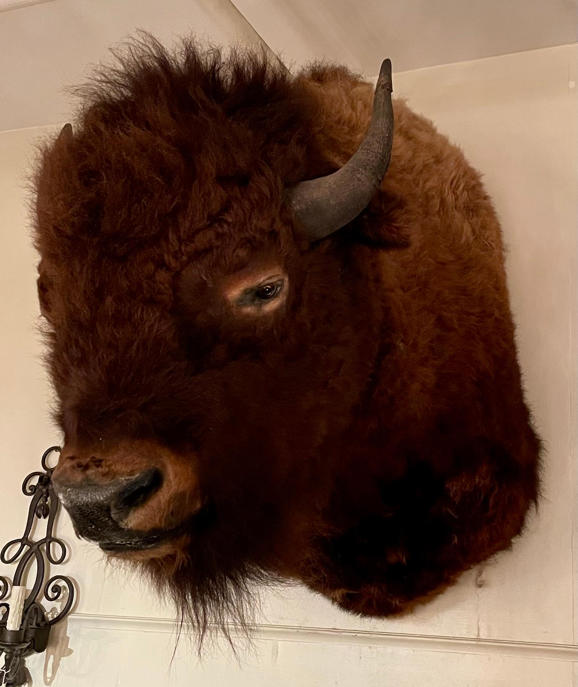 Tassidermia immobiliare Testa di bisonte 
