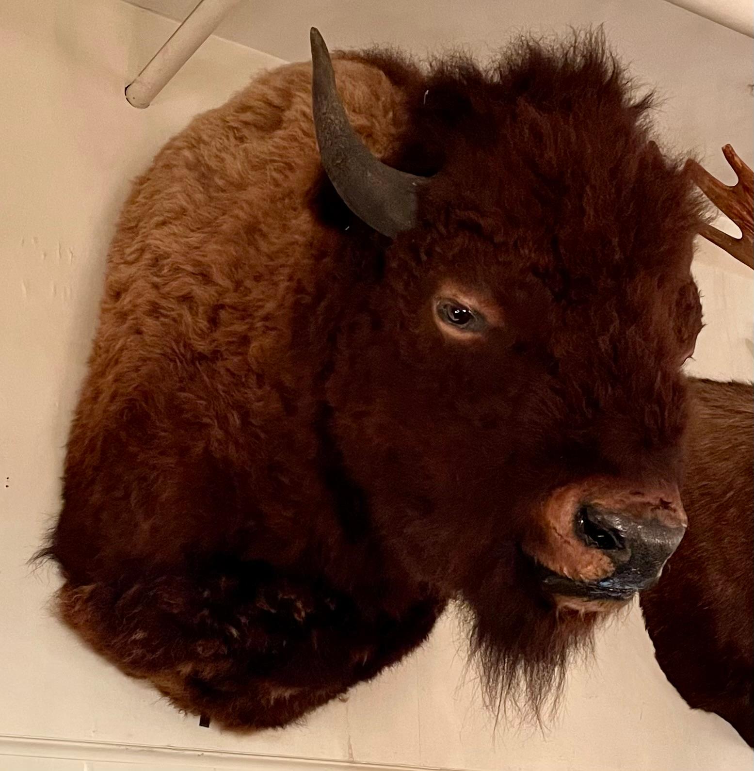 XX secolo Tassidermia immobiliare Testa di bisonte 