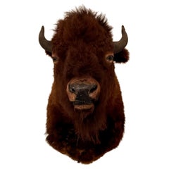 Tassidermia immobiliare Testa di bisonte "Buffalo".