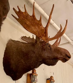 Estate Taxidermy Moose Head