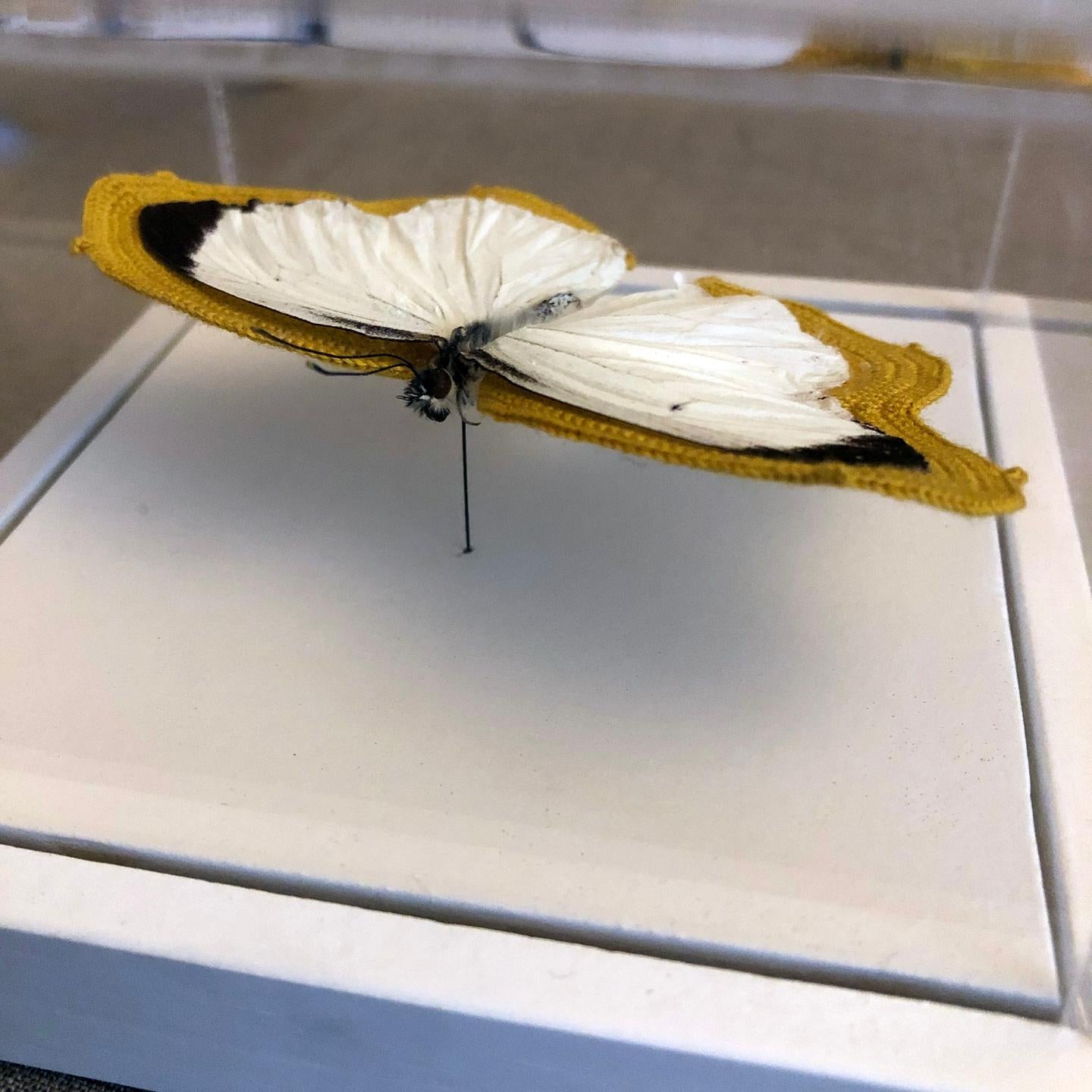 Pale - white and black butterfly embroidered with yellow thread in plexiglass - Contemporary Mixed Media Art by Esther Traugot