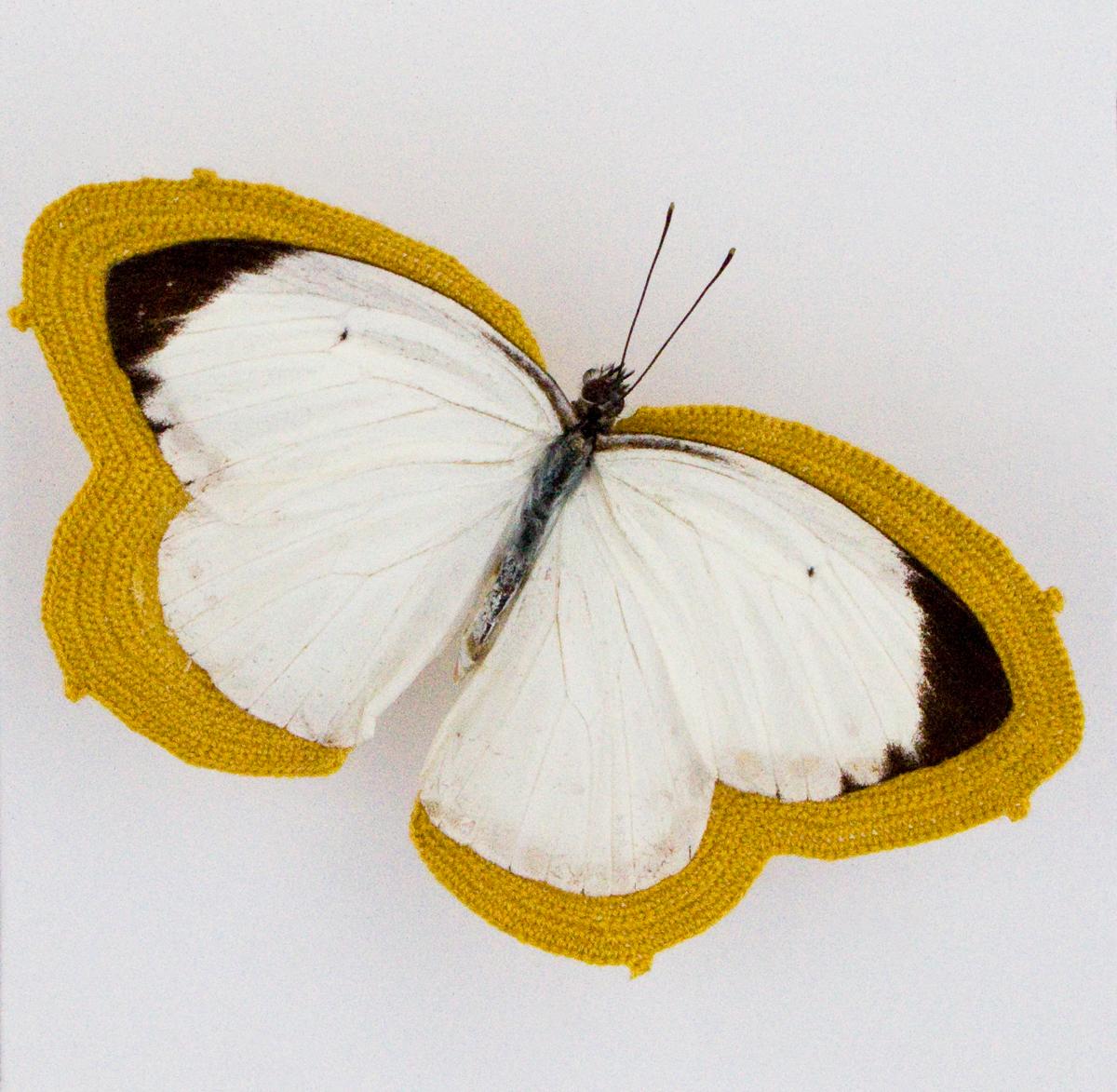Pale - white and black butterfly embroidered with yellow thread in plexiglass