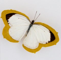 Pale - white and black butterfly embroidered with yellow thread in plexiglass