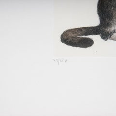 Etching "Gray Kitten", Raffaelli Gianni, Italy, Florence, 1990s
