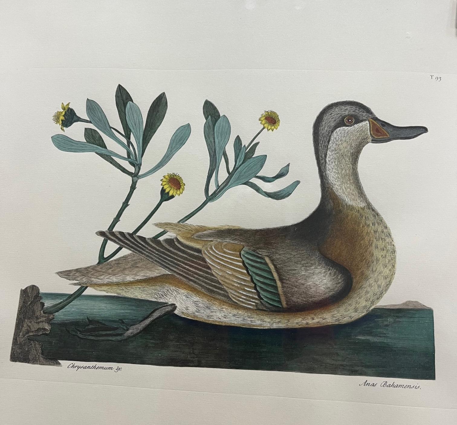 Etching Mark Catesby, Anas Bahamensis (The Ilathera Duck) Chrysanthemum &c T93.

Wonderful print by the “Founder of American Ornithology”, Mark Catesby, from his 18th century monumental Natural History, the first natural history of American flora