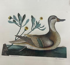 Etching Mark Catesby, Anas Bahamensis 'the Ilathera Duck' Chrysanthemum &C T93