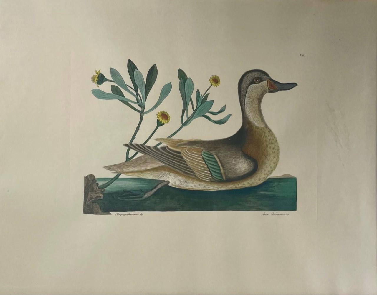 XVIIIe siècle et antérieur Etching Mark Catesby, Anas Bahamensis 'the Ilathera Duck' Chrysanthemum &C T93 en vente