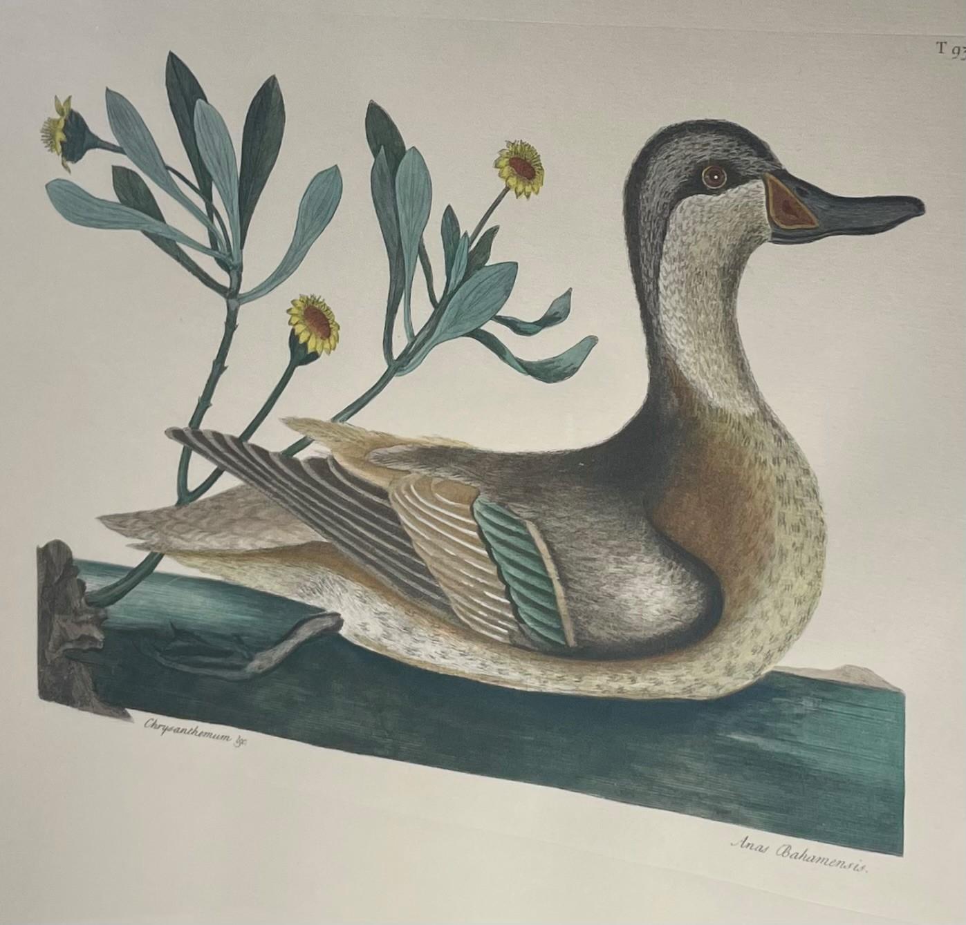 Other Etching Mark Catesby, Anas Bahamensis 'the Ilathera Duck' Chrysanthemum &C T93 For Sale