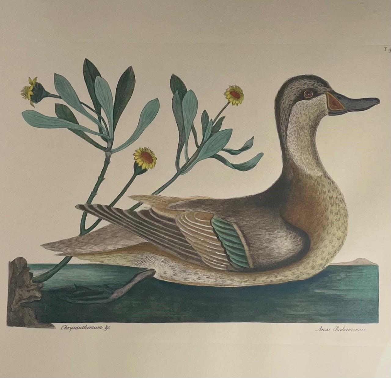 American Etching Mark Catesby, Anas Bahamensis 'the Ilathera Duck' Chrysanthemum &C T93 For Sale