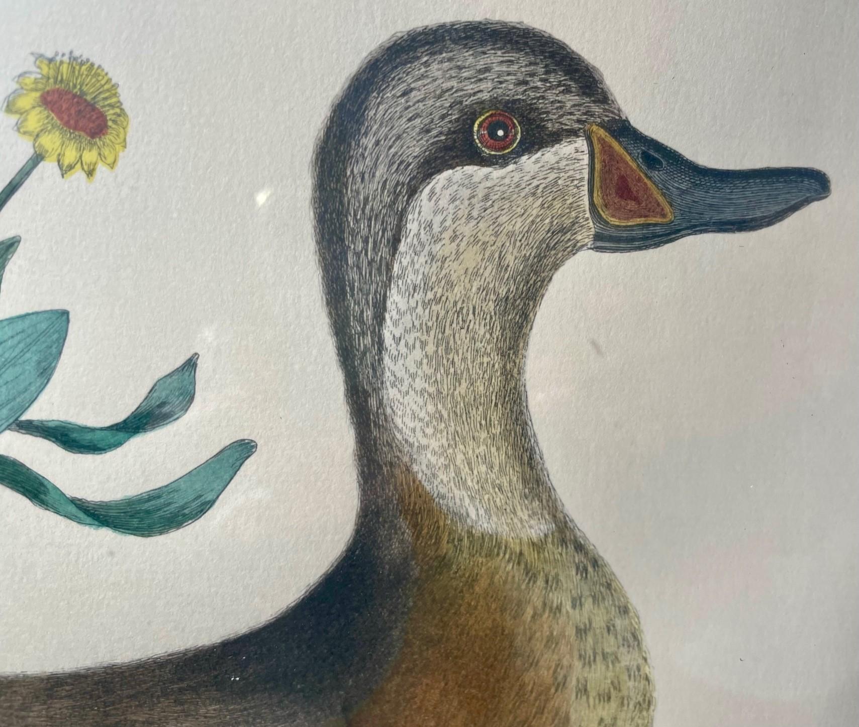 Glass Etching Mark Catesby, Anas Bahamensis 'the Ilathera Duck' Chrysanthemum &C T93 For Sale