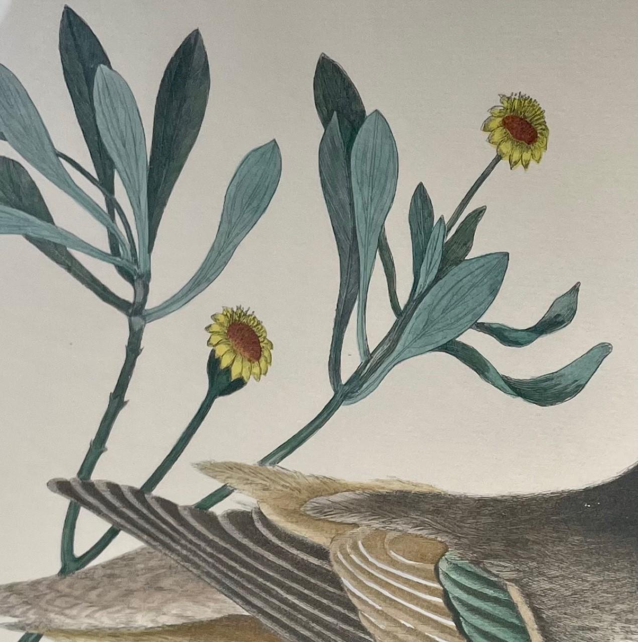 Etching Mark Catesby, Anas Bahamensis 'the Ilathera Duck' Chrysanthemum &C T93 In Good Condition For Sale In Vero Beach, FL