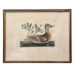 Acquaforte Mark Catesby, Anas Bahamensis 'l'anatra Ilathera' Crisantemo &C T93