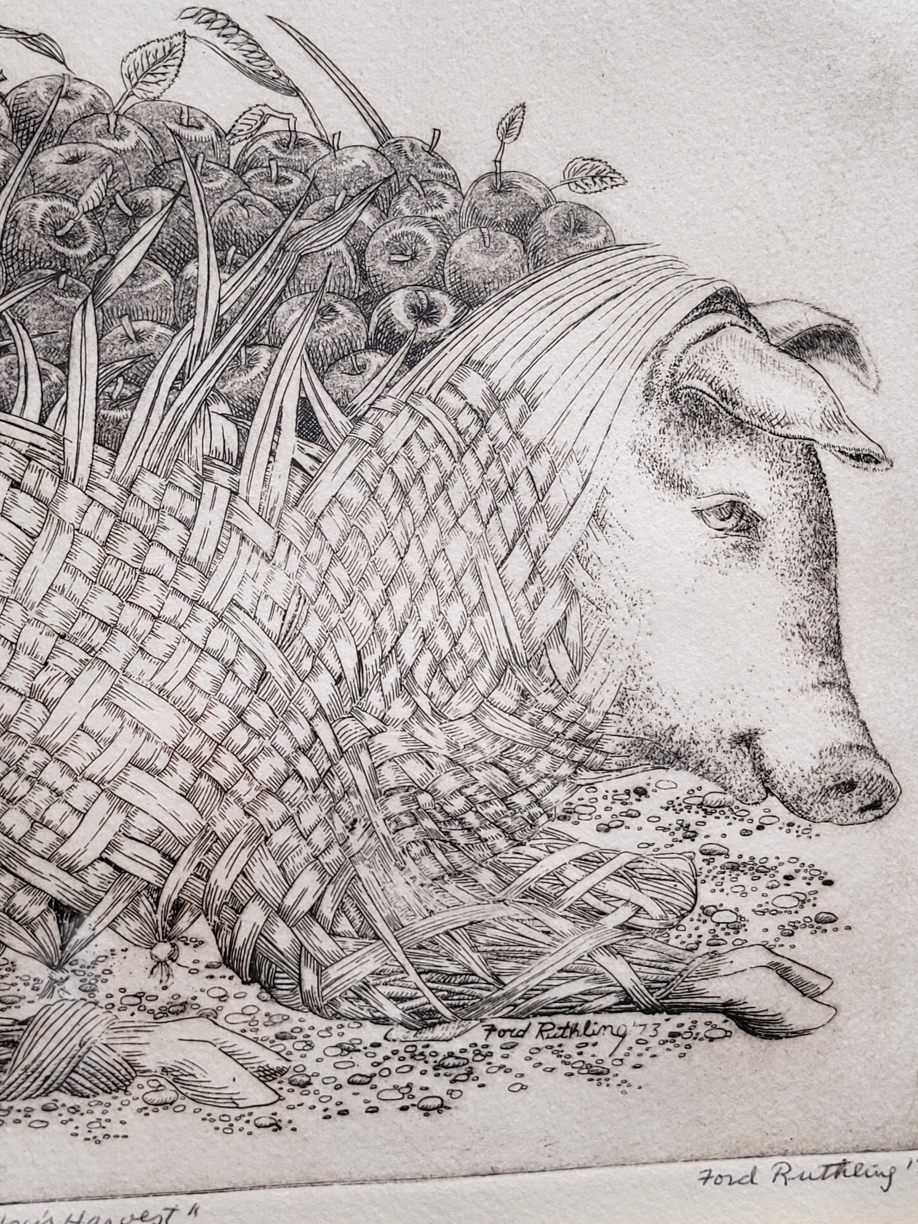 Gravure d'un porc intitulée 