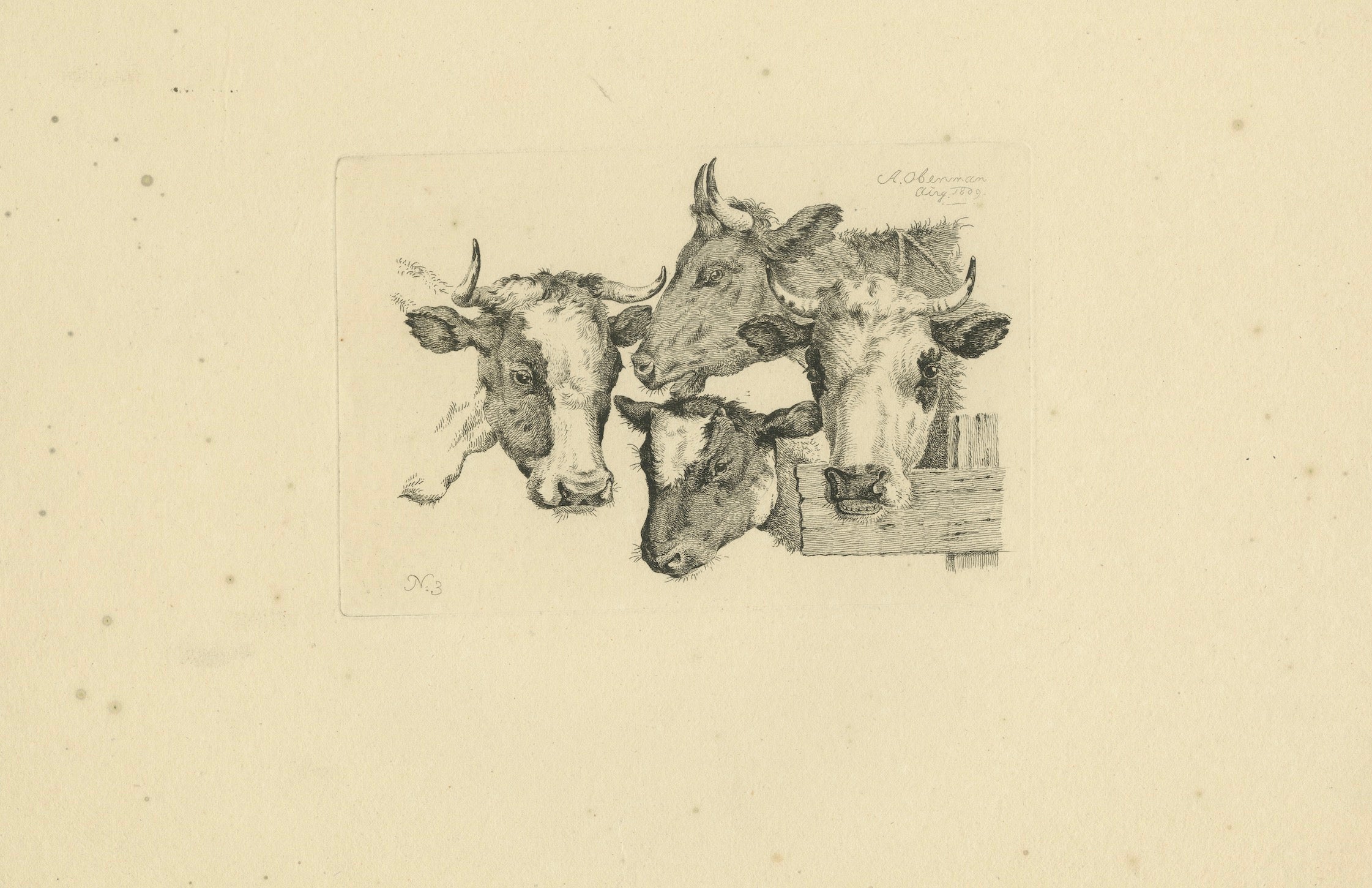 The print by Anthony Oberman features a detailed study of four cow heads. Here’s a thorough description of the etching:

Composition:

1. Cow Heads:
   - The print showcases the heads of four cows, each meticulously detailed. The cows are closely